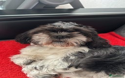 Shih Tzu dogs for sale: Beautiful shitzu puppies for sale - Image 4