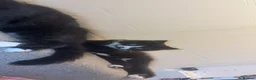 Mixed Breed cats for sale: 10 week old kittens  in Norwich - Advert 7