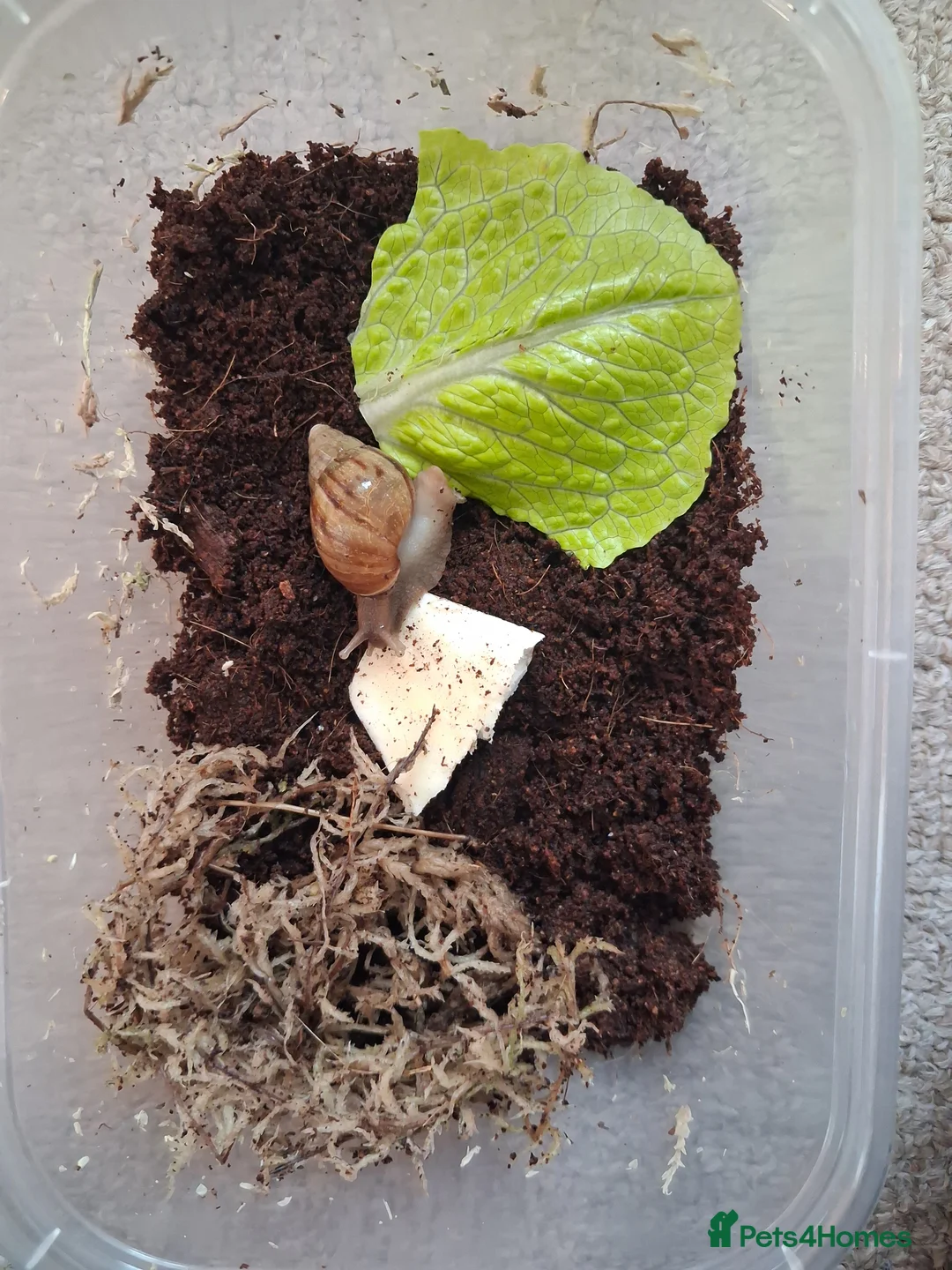 Snails invertebrates for sale: Giant african land snails for sale  - Advert 5