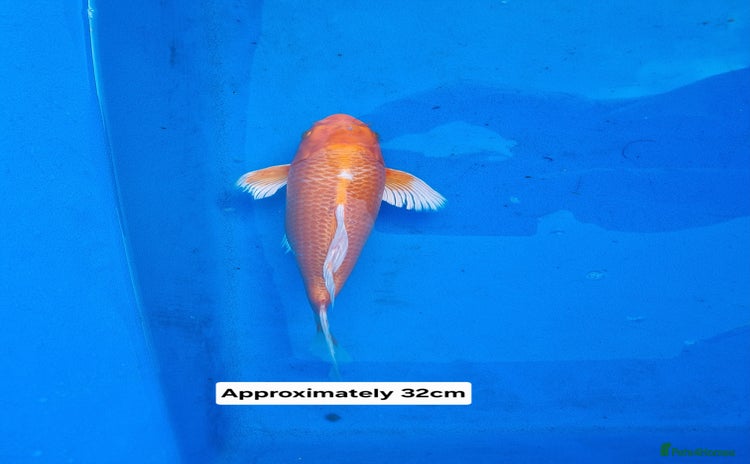 Koi Carp fish Variety of koi for sale  - Advert 1