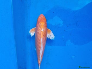 Koi Carp fish Variety of koi for sale - Advert 1