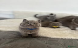 British Shorthair cats for sale: 💎  CHAMPION LINES BSH BLUE  💎 - Advert 14