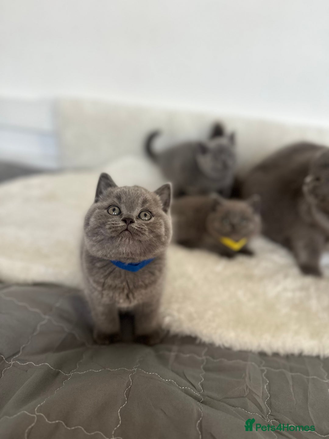 British Shorthair cats for sale: 💎  CHAMPION LINES BSH BLUE  💎 - Advert 14