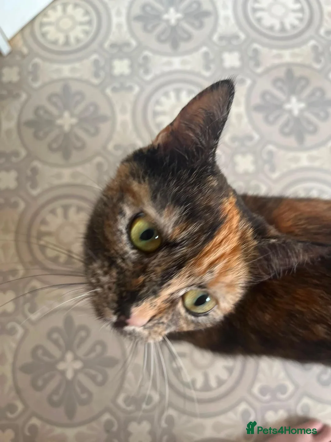 Mixed Breed cats for sale: 2 Beautiful Girls Left in Dover - Advert 14