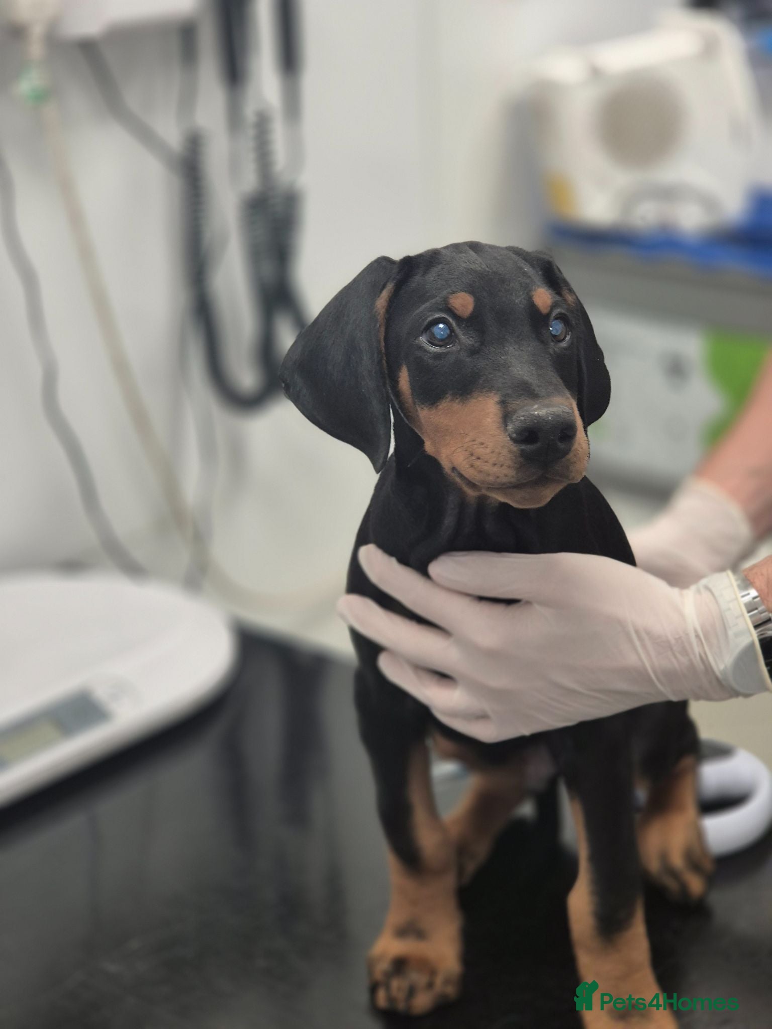 Dobermann dogs ⭐️⭐️⭐️⭐️⭐️ KC Reg Euro Dobermann male available.  - Advert 5