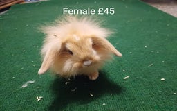 Mini Lion Lop rabbits for sale: 6 Sweet Baby Lion Lop Rabbits - Image 4