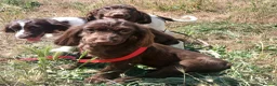 English Springer Spaniel dogs for sale: LeeLee - Advert 21
