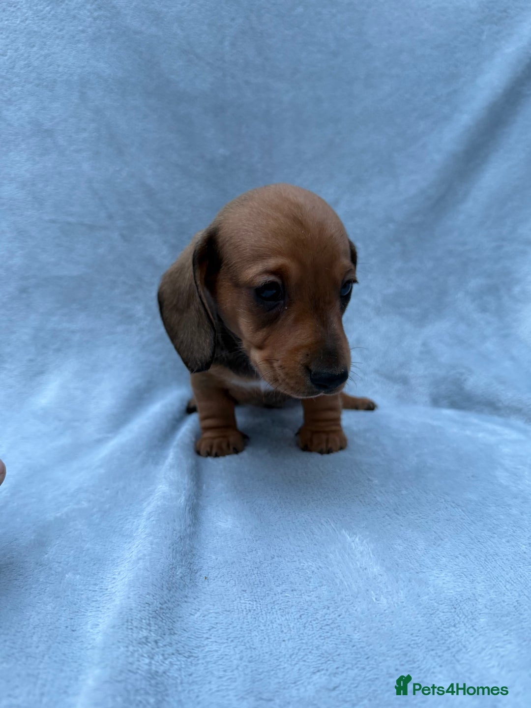 Miniature Dachshund dogs for sale: Gorgeous Miniature smooth Dachshunds  - Advert 13