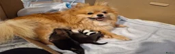 Pomeranian dogs for sale: 2 beautiful pom boys waiting for 4ever homes🥰 - Advert 2