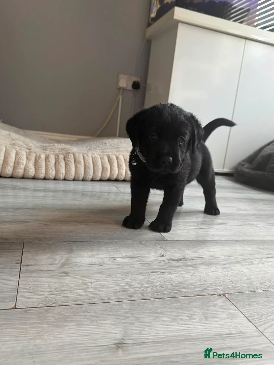 Labrador Retriever dogs for sale: Black Labrador puppies for sale  in St. Neots - Advert 2