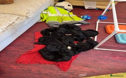 Cockapoo dogs for sale: F1 Puppies for Sale - Image 14