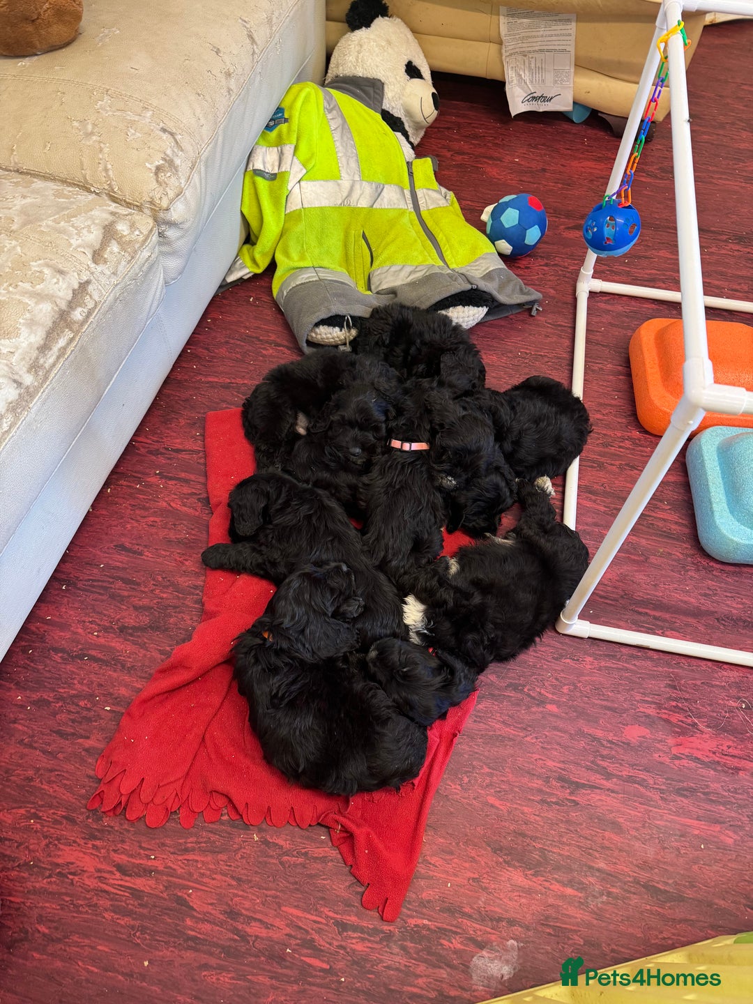 Cockapoo dogs for sale: F1 Puppies for Sale - Image 14