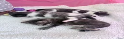 Domestic Shorthair cats for sale: Four beautiful healthy happy kittens  - Advert 12