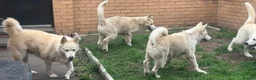 Alaskan Malamute dogs for sale: 2 females and 2 males left - Advert 12