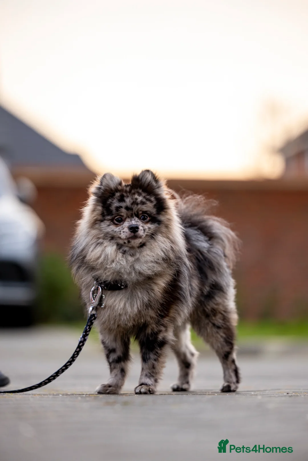 Pomeranian dogs for stud: Merle Pomeranian stud  in Enfield - Advert 4