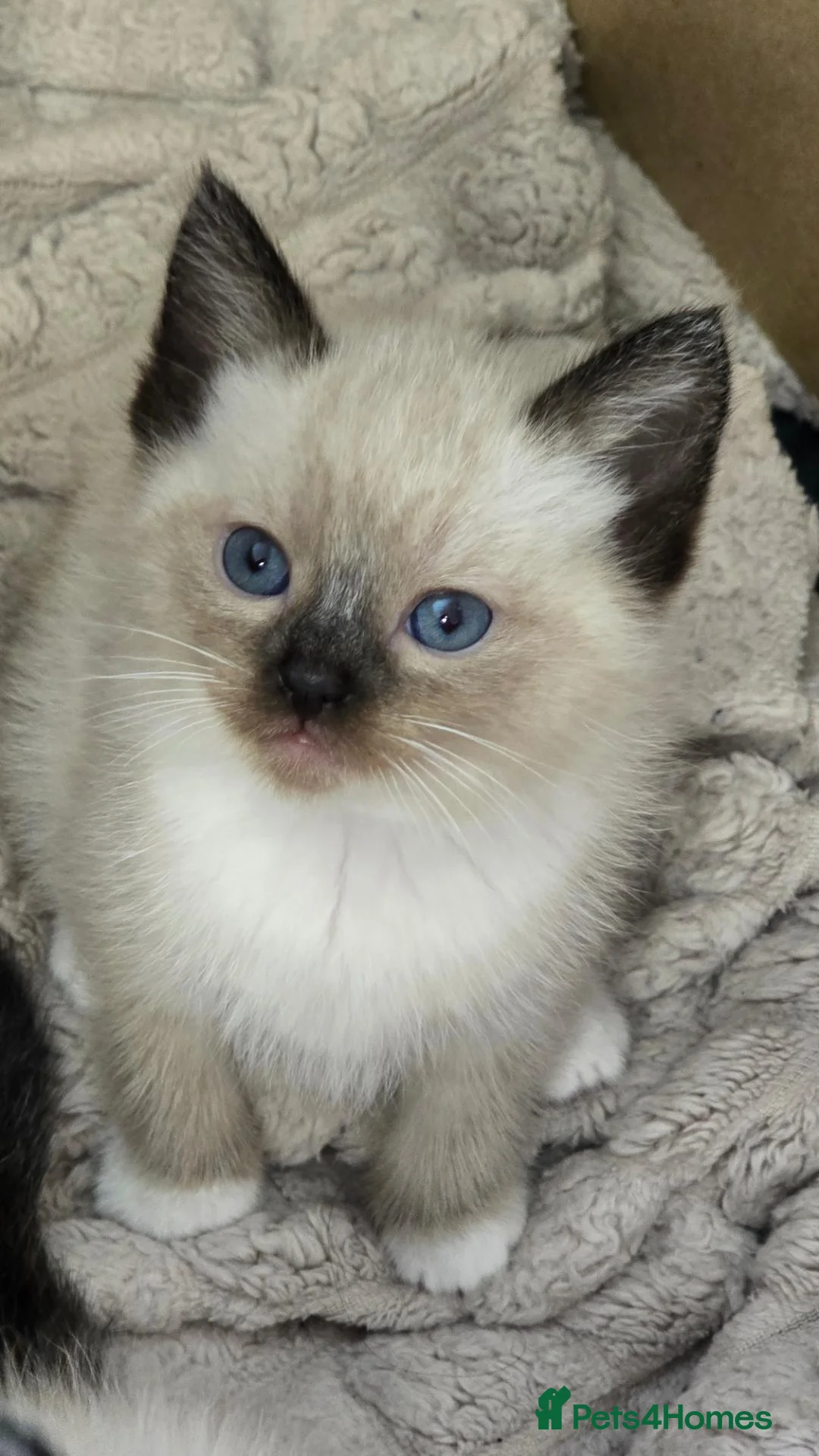 Mixed Breed cats for sale: Two male ragdoll mix kittens - Advert 15