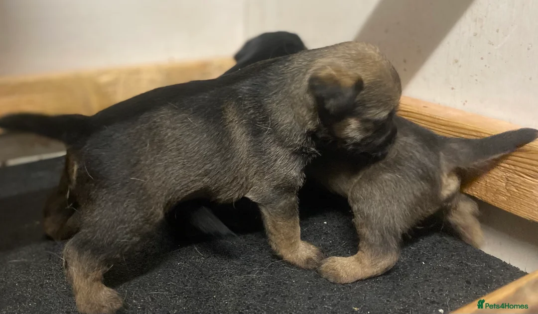 Border Terrier dogs for sale: Border terrier pups  - Advert 2