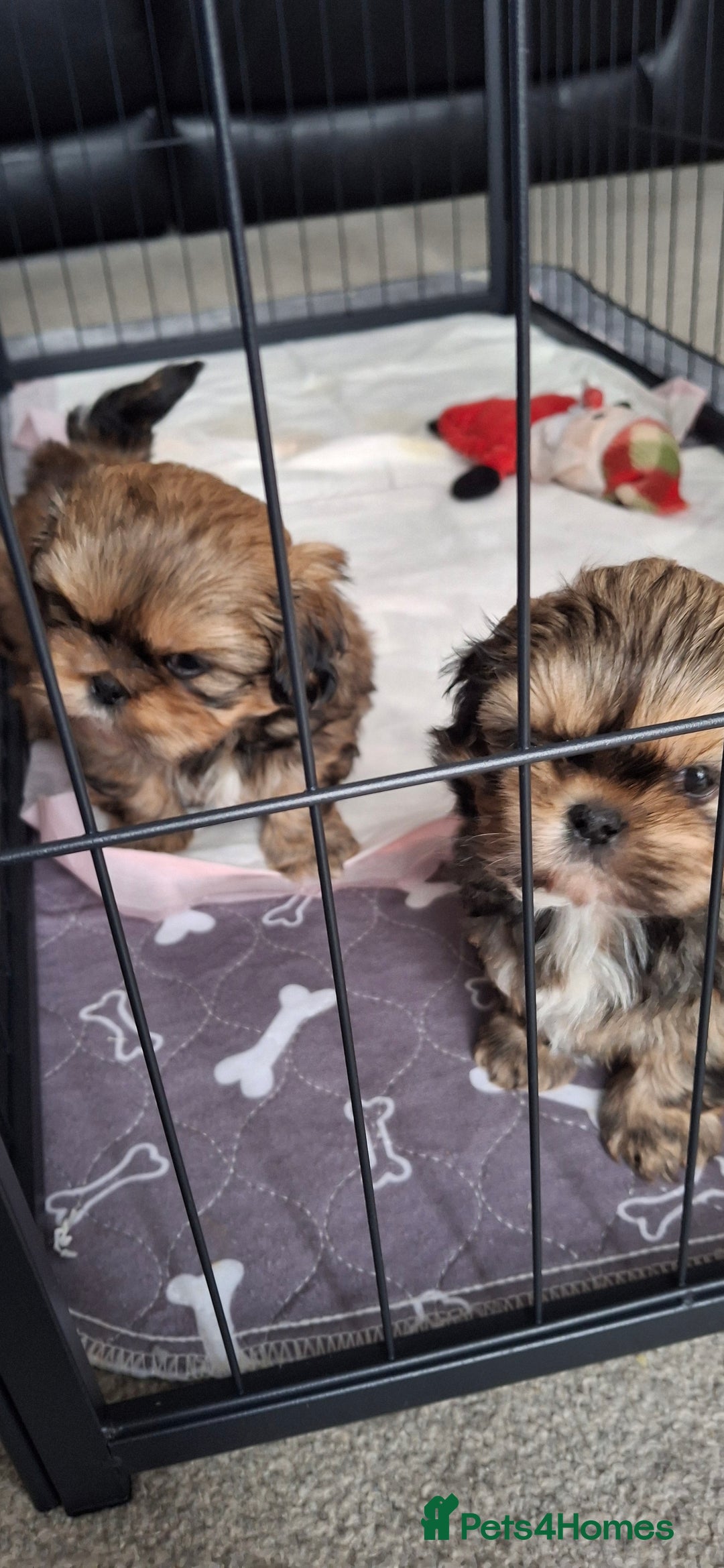 Shih Tzu dogs for sale: Full bred shih tzu 2 boys - Advert 12