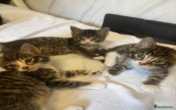 Norwegian Forest Cat cats for sale: Beautiful fluffy kittens - Image 3