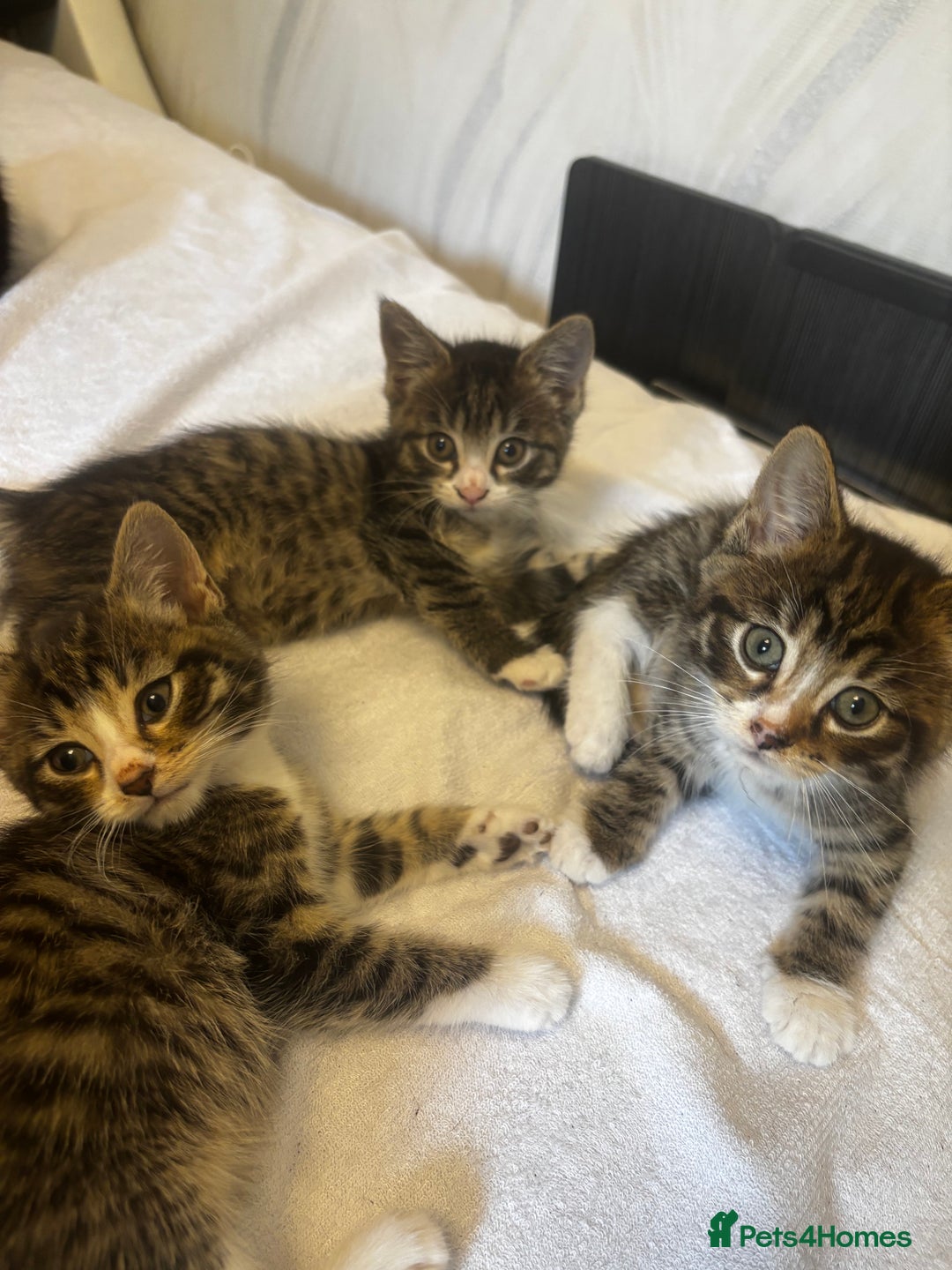 Norwegian Forest Cat cats for sale: Beautiful fluffy kittens - Image 3