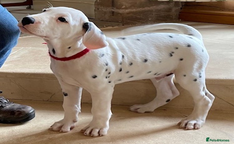 Dalmatian dogs - Advert 1