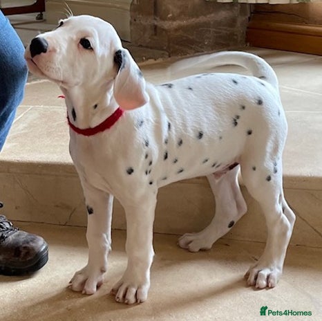 Dalmatian dogs - Advert 1