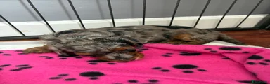 Mixed Breed 3