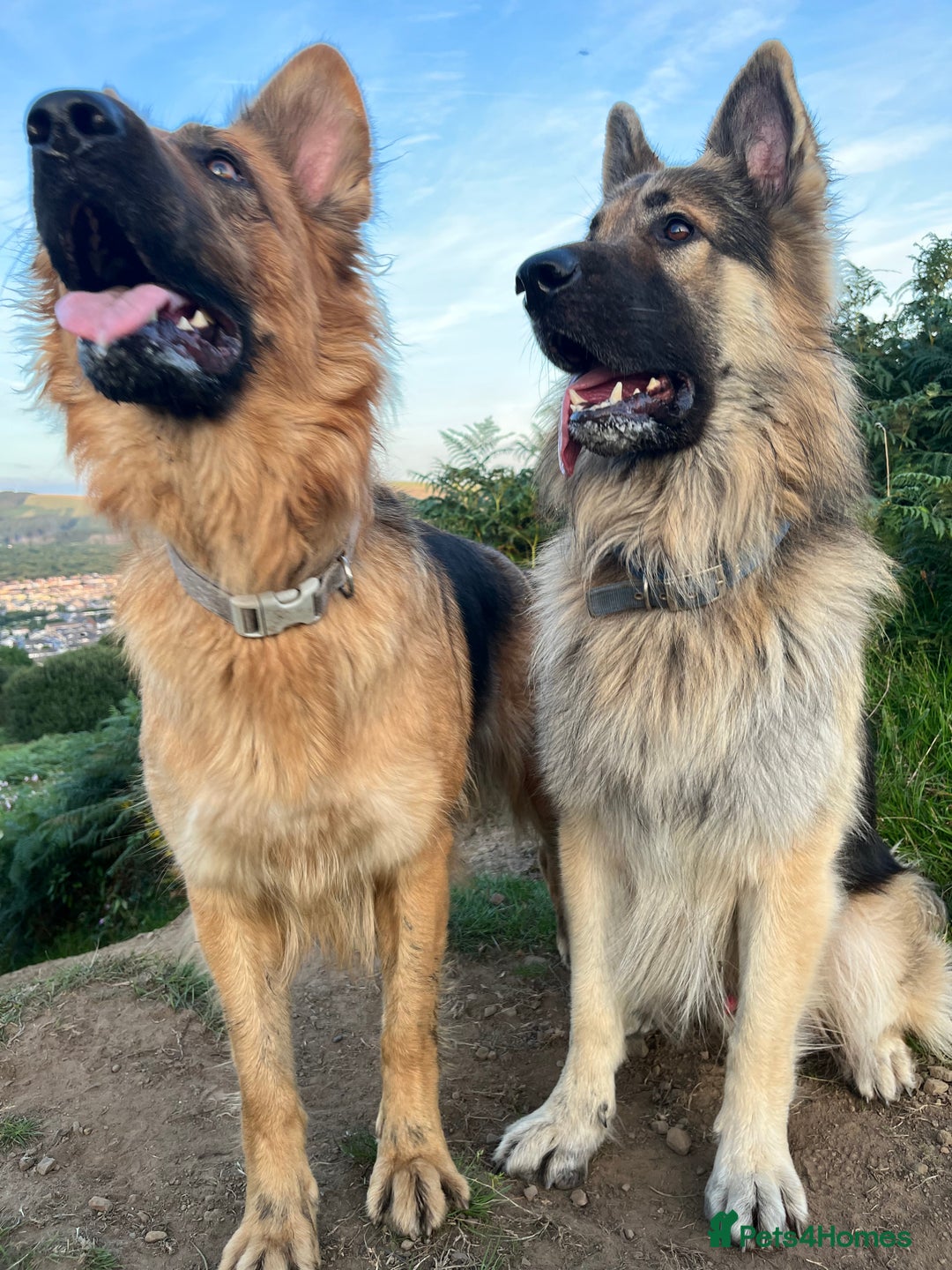 German Shepherd dogs for sale: Beautiful GSD pups - Image 25