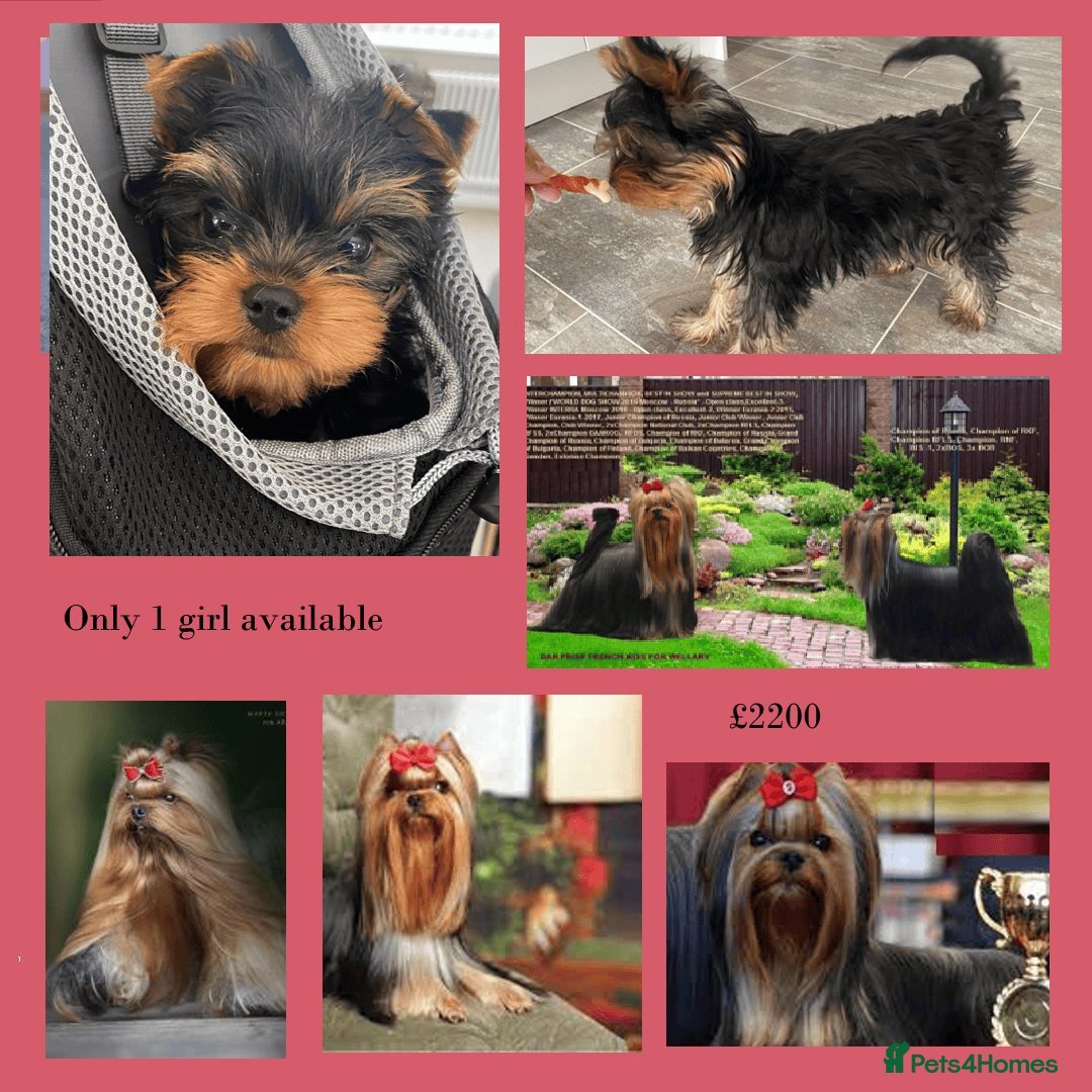 Yorkshire Terrier dogs 1 girl Kennel Club reg 18 champions in bloodline - Advert 4