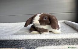 Mini Lop rabbits for sale: Stunning mini lops  - Image 2