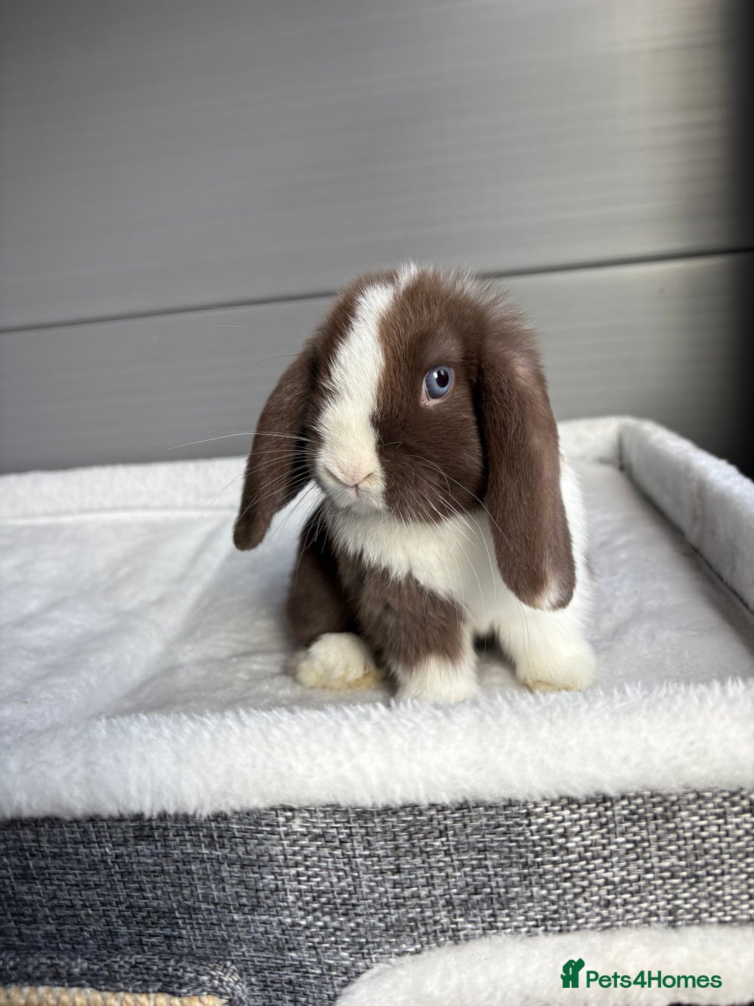 Mini Lop rabbits for sale: Stunning mini lops  - Image 2
