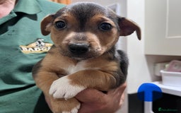 Jack Russell dogs for sale: Stunning tri coloured Jack Russell puppies - Image 7