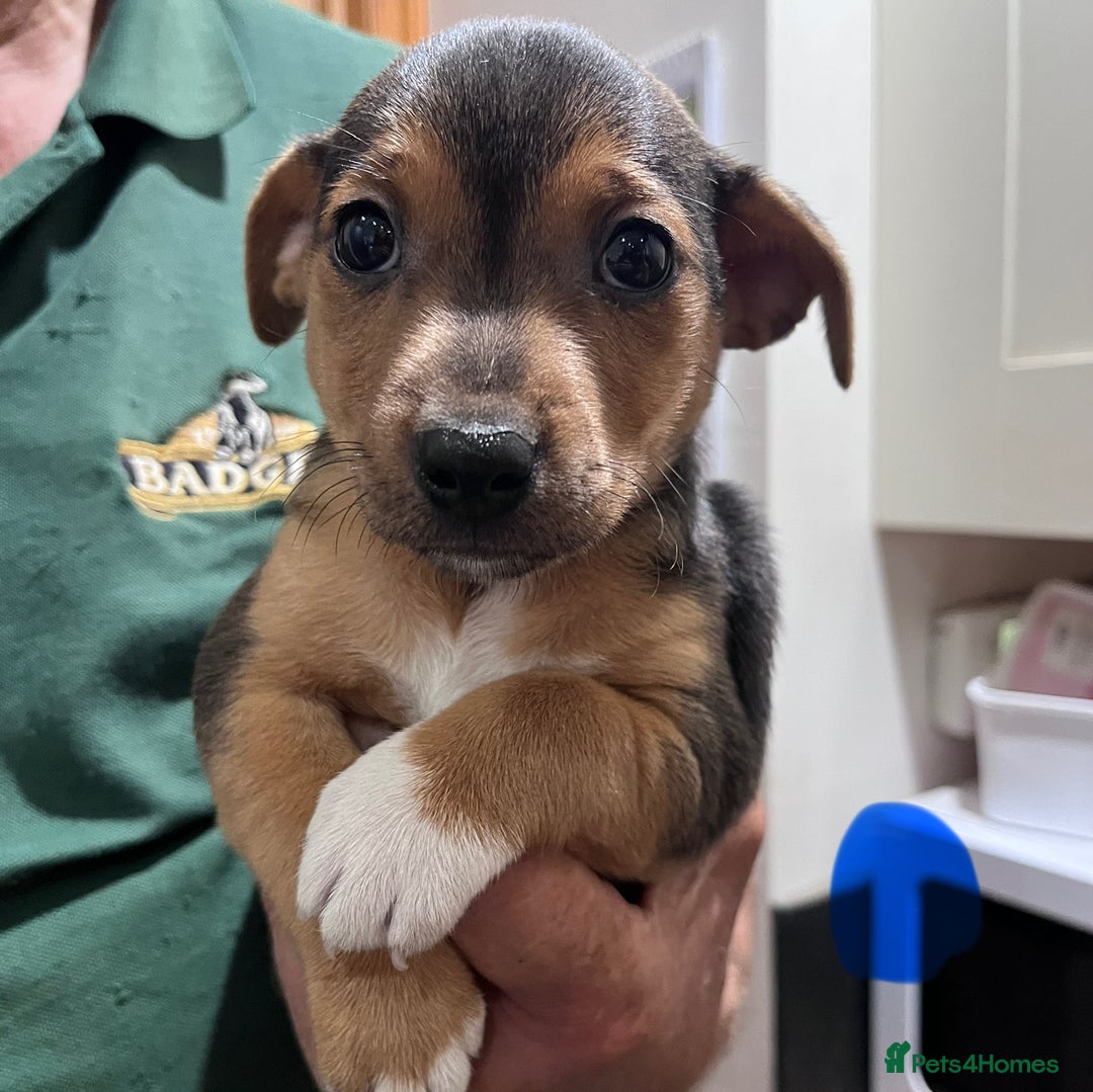 Jack Russell dogs for sale: Stunning tri coloured Jack Russell puppies - Image 7