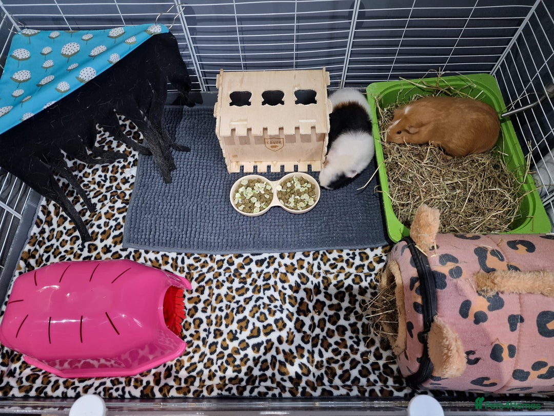 Guinea Pig rodents for sale: 2 friendly female guinea pigs with kavee full cage - Advert 5