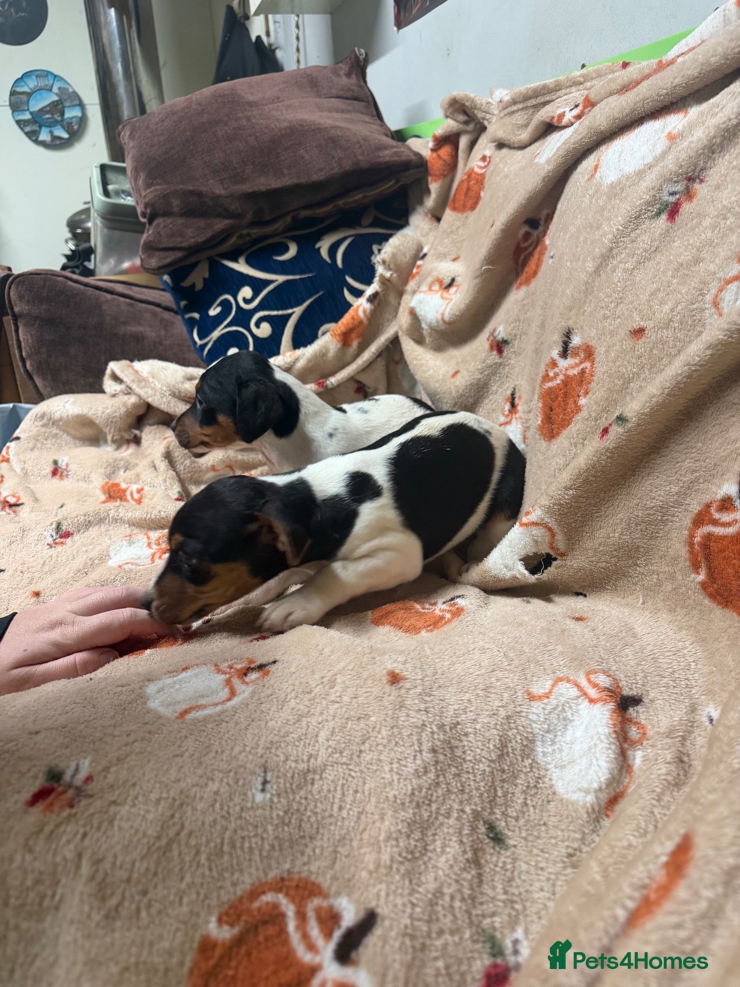 Jack Russell dogs for sale: Jack russel puppies - Advert 10