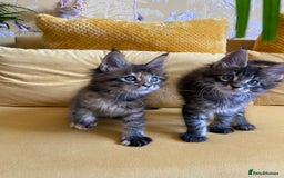Maine Coon cats for sale: GCCF Registered Maine Coons Ready 16th August  in Banbury - Image 35