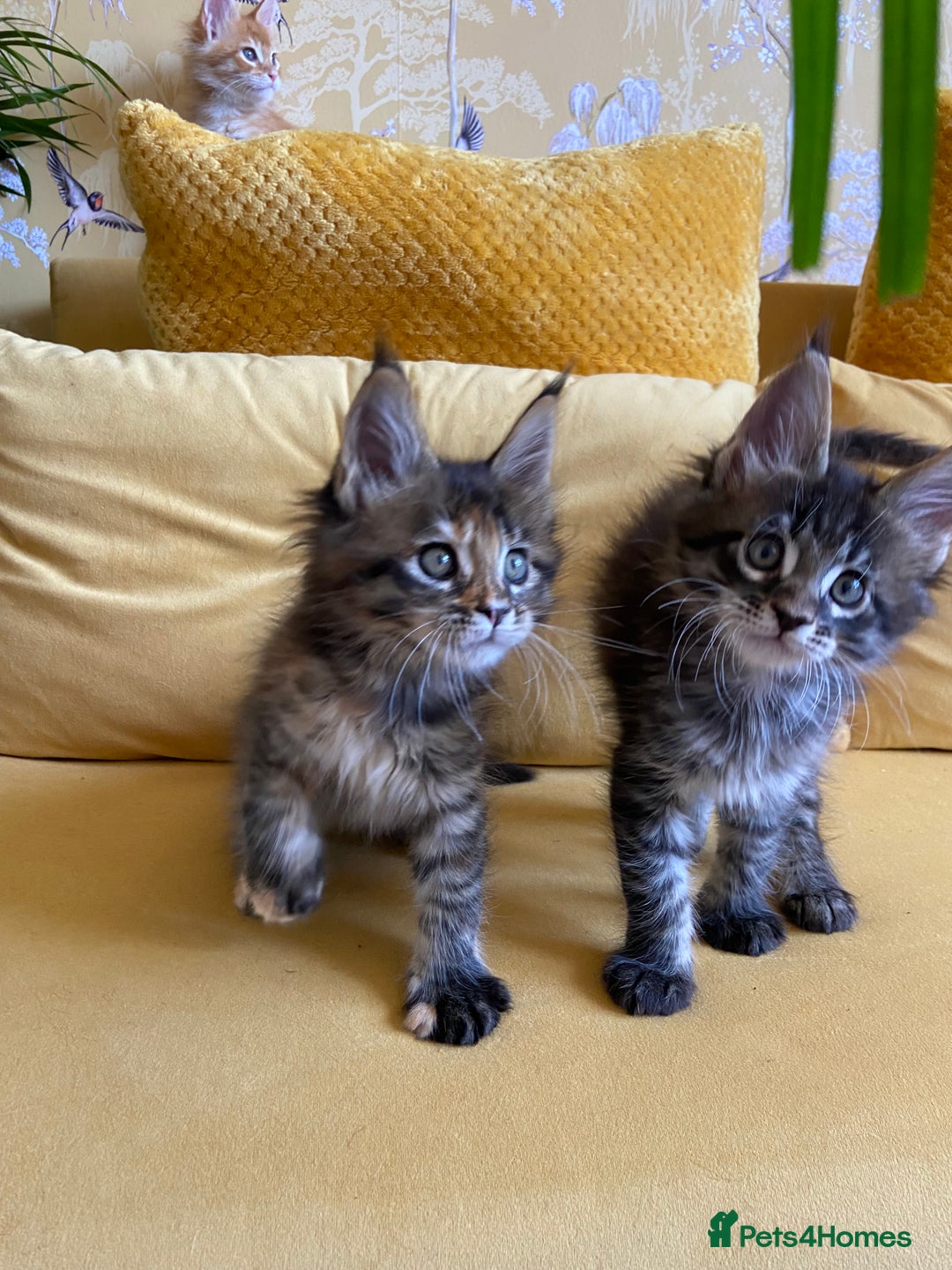 Maine Coon cats for sale: GCCF Registered Maine Coons Ready 16th August  in Banbury - Image 35