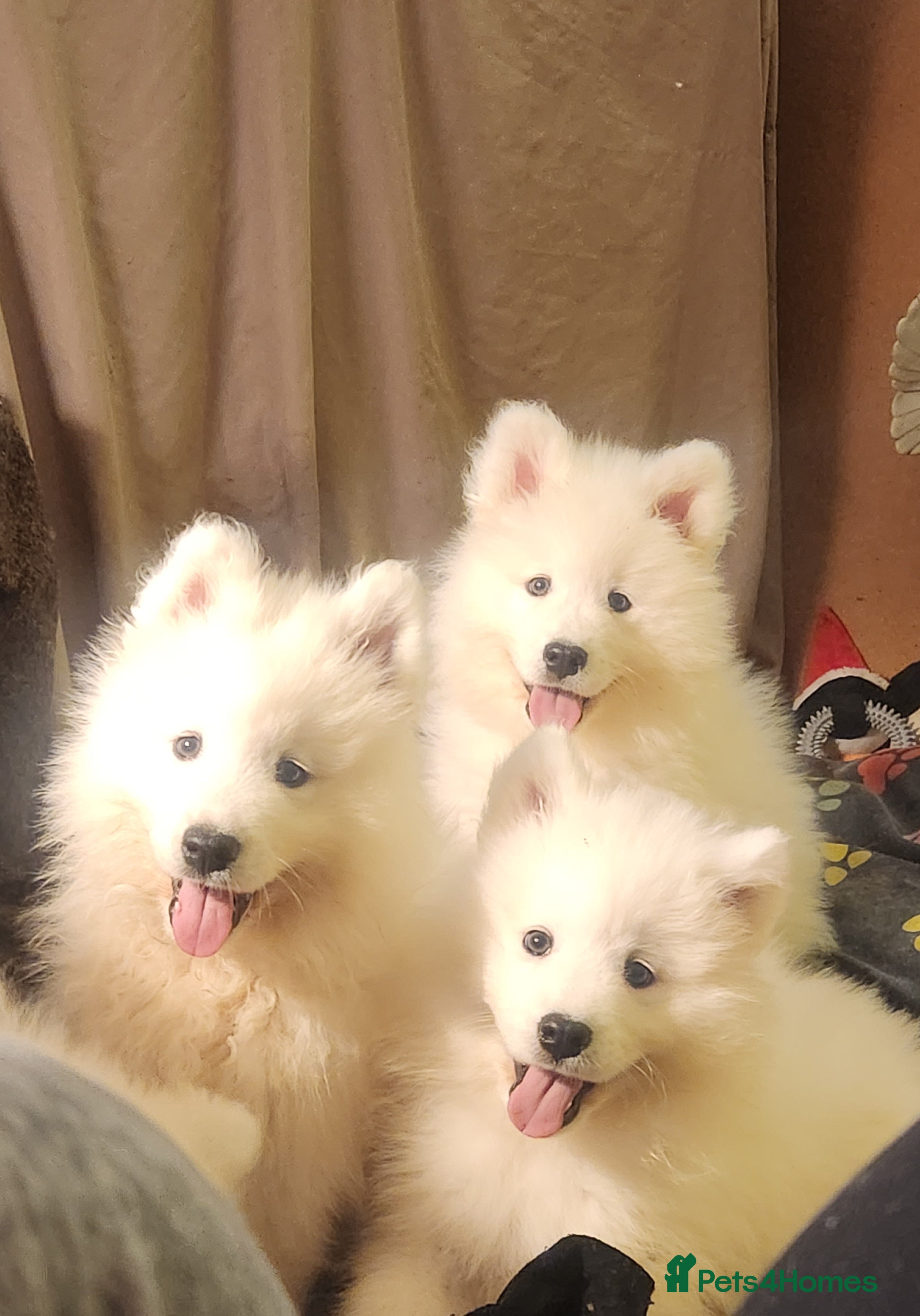 Samoyed dogs FEMALE Pedigree Samoyeds Ready  - Advert 1