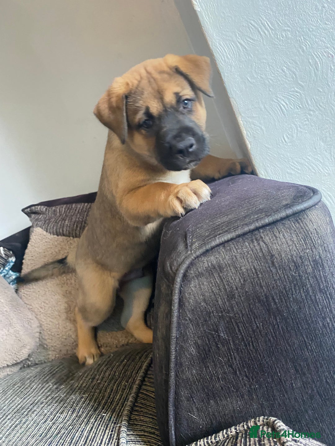 Mixed Breed dogs for sale: Rottweiler x Akita puppy  - Image 12