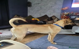 Mixed Breed dogs for adoption: Zach – 10 months old, Male, Mixed Breed Pup - Advert 10