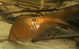 Other/Mixed Breed fish for sale: All fish sold individually for 10£ (info below) - Image 8