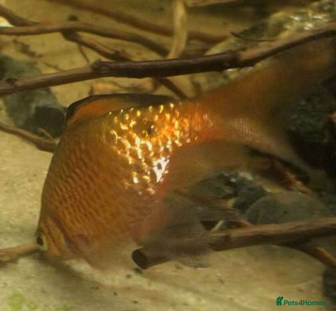 Other/Mixed Breed fish for sale: All fish sold individually for 10£ (info below) - Image 8
