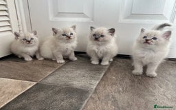 Ragdoll cats for sale: Amazing Ragdoll kittens 3 female 1 male - Image 3