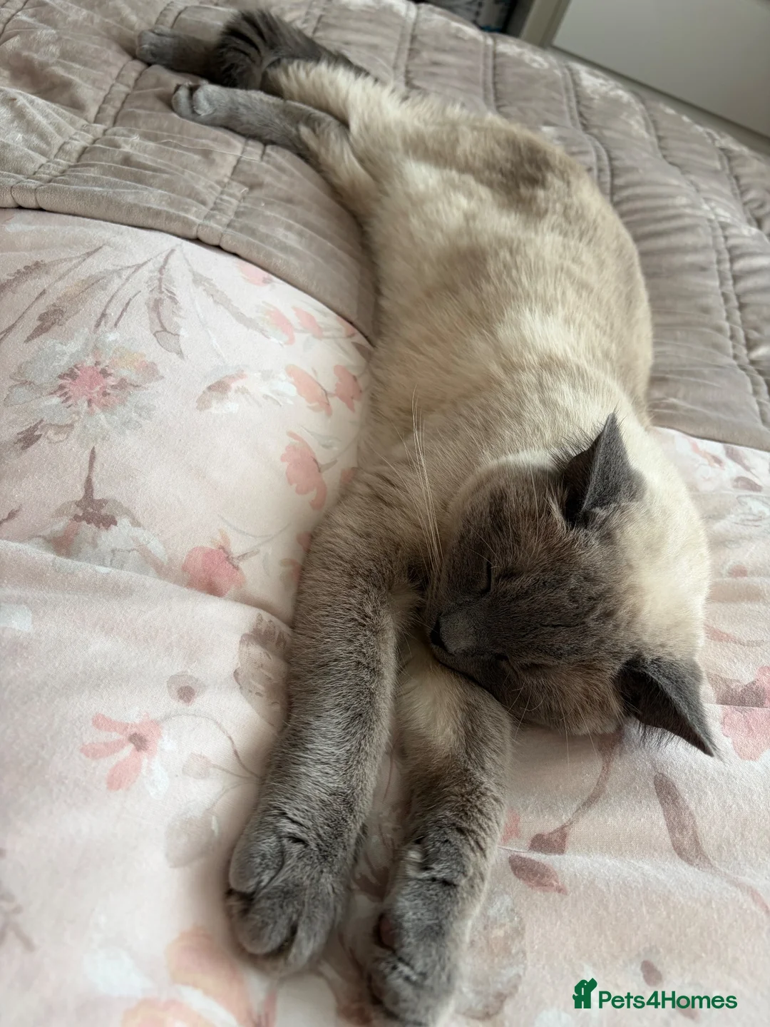 British Shorthair cats for sale: 1 year old male British shorthaired cross ragdoll in Cramlington - Advert 2