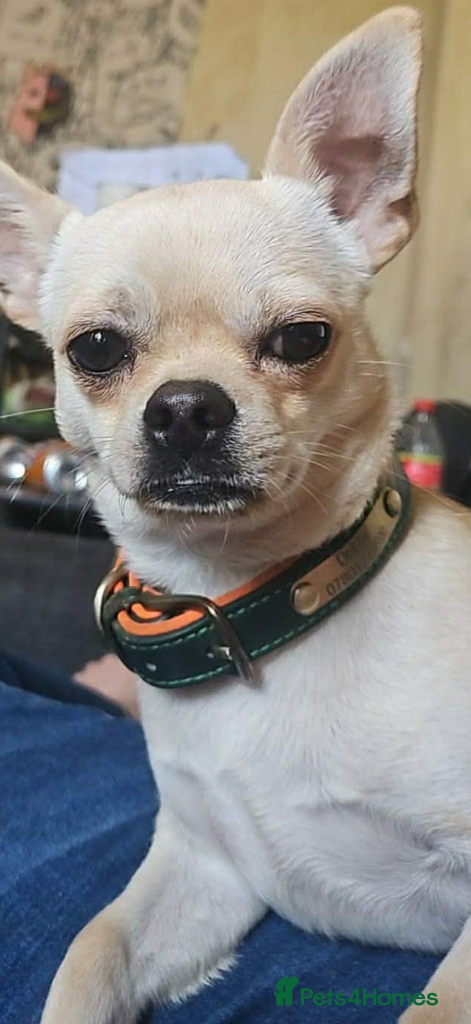 Chihuahua dogs Dobby 9 months - Advert 4