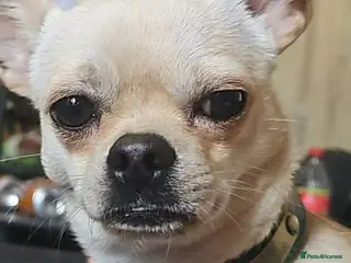 Chihuahua dogs Dobby 9 months - Advert 4