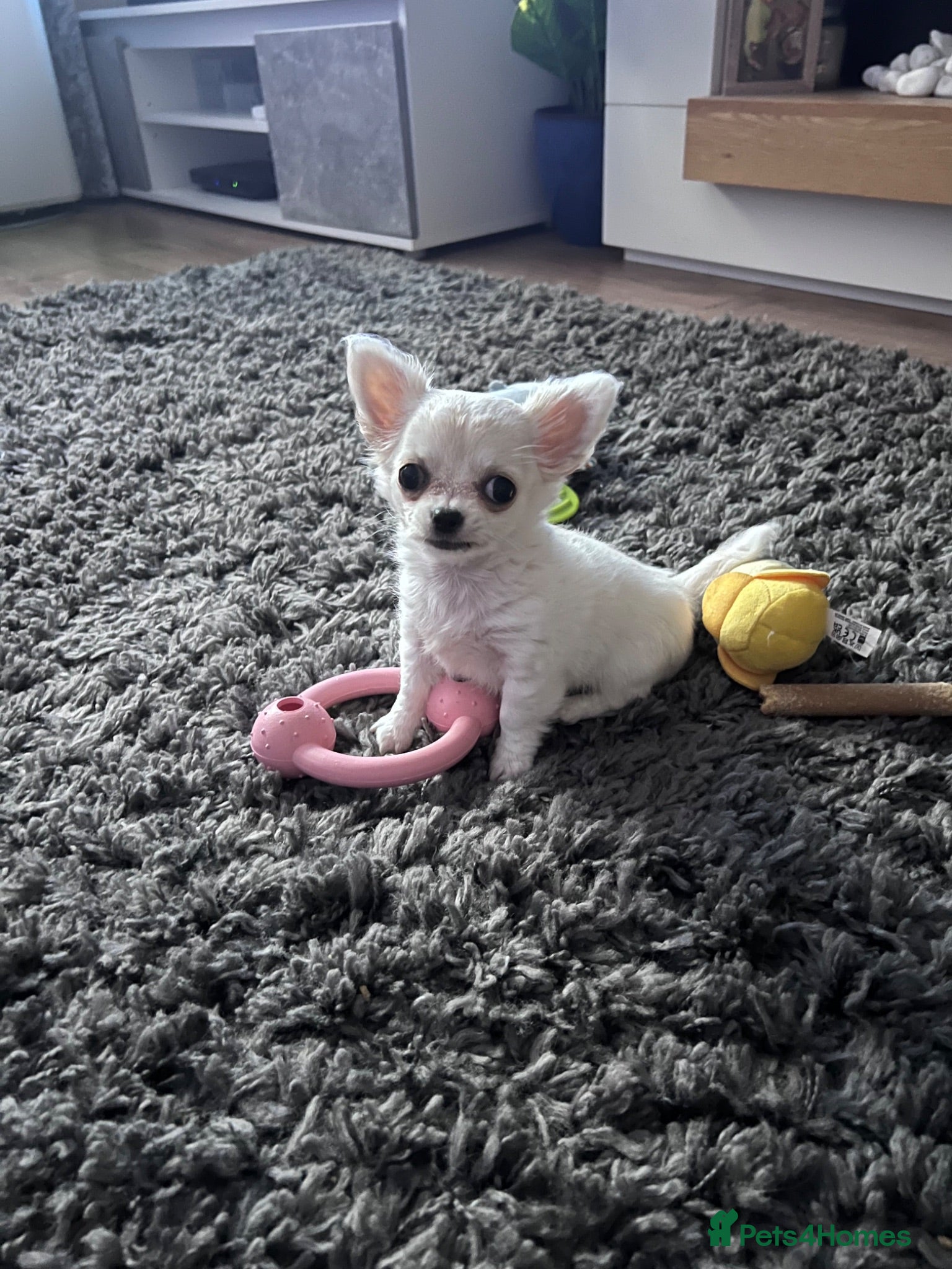 Chihuahua dogs Female long haired chihuahua puppy  - Advert 5