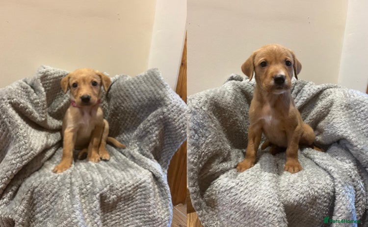 Goldador dogs for sale - Advert 2