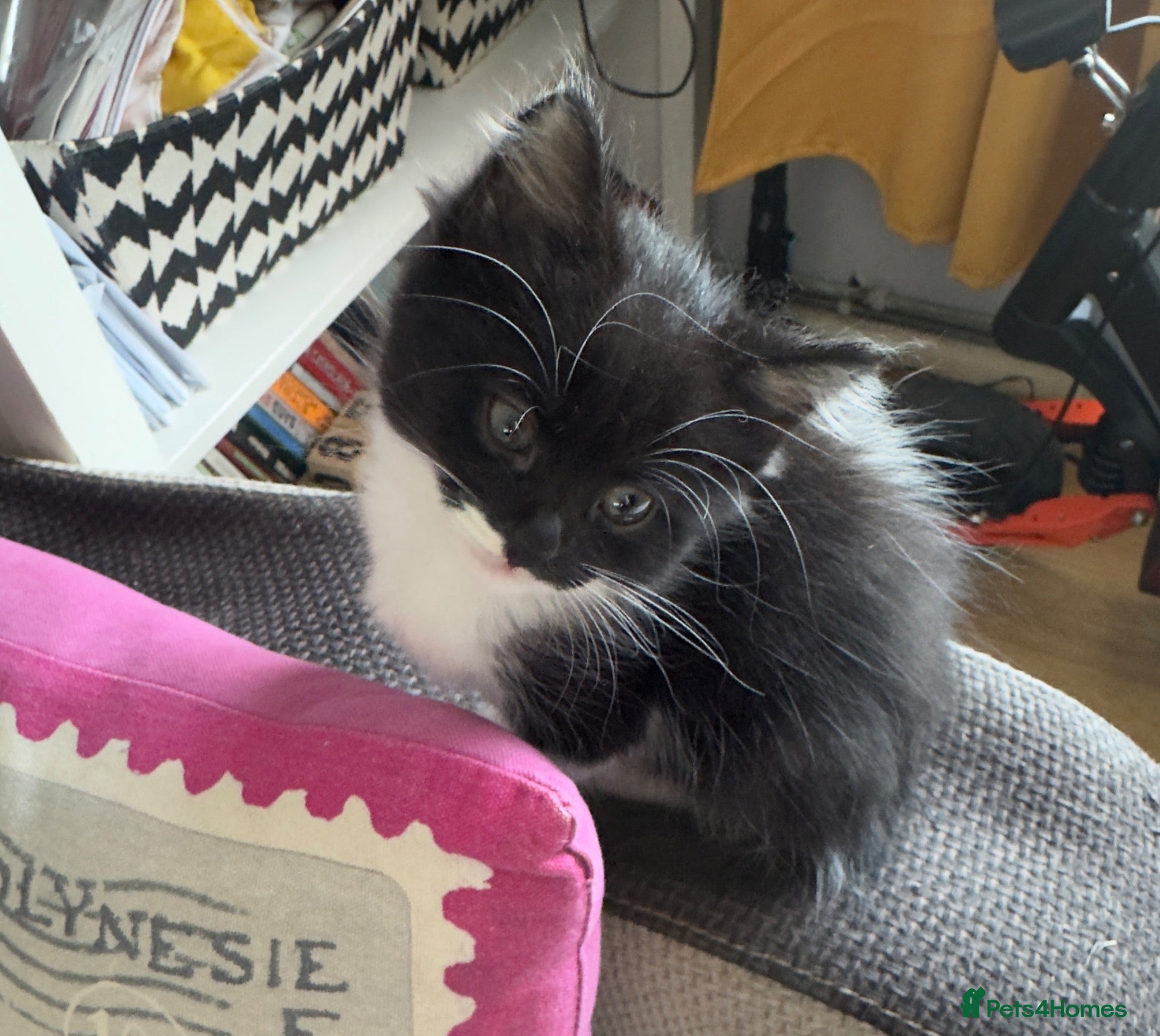 Mixed Breed cats cute kittens🥰 - Advert 9