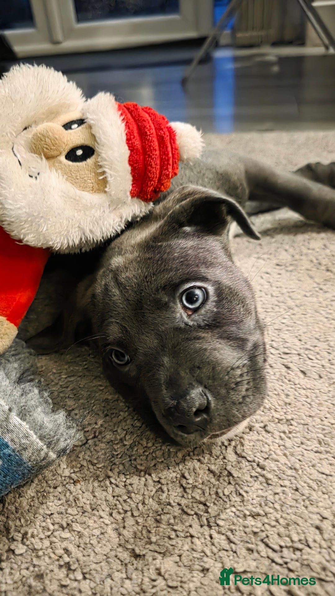 Mixed Breed dogs for sale: Cane corso cross staffy cross - Advert 6